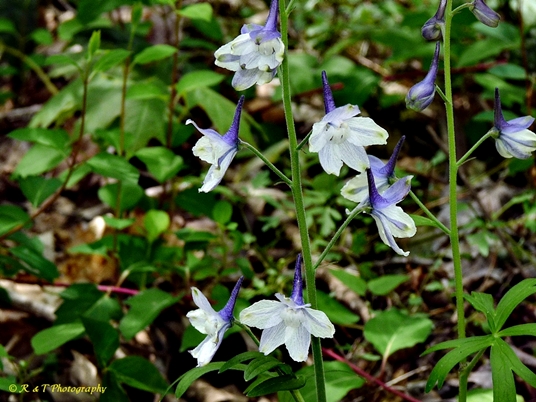 {Delphinium tricorne}